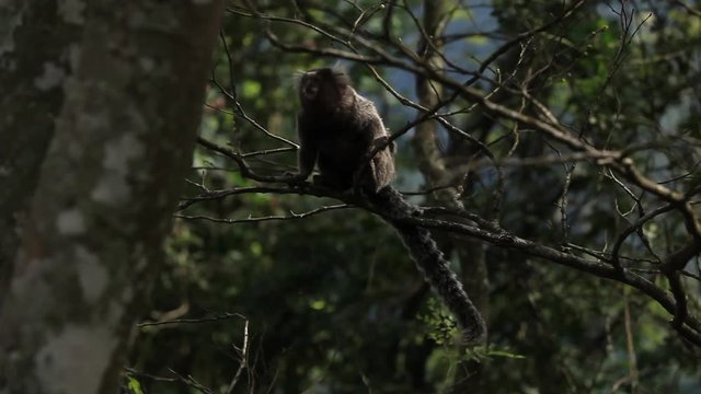 Rio de Janeiro: Tamarin Monkey on Tree (4)