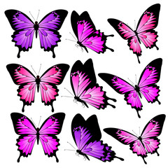 beautiful pink butterflies, isolated  on a white
