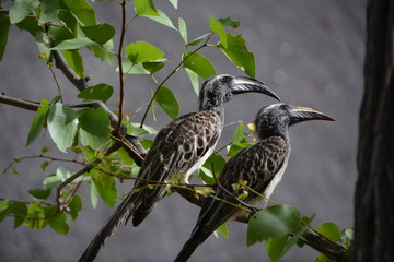 African grey hornbill, Moremi Game Reserve, Okavango Delta, Botswana, Africa
