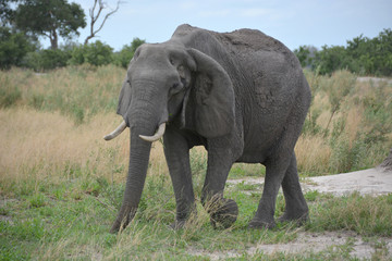 Fototapeta na wymiar Pregnant Elephant, Moremi Game Reserve, Okavango Delta, Botswana, Africa
