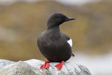 Black Guillemot (Cepphus grylle) adult perched on rock on Vigur Island, Iceland, August 2016