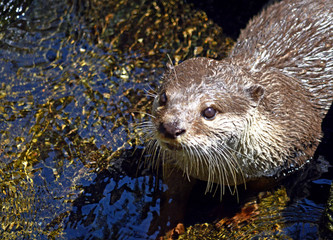Otter on the water, close-up.