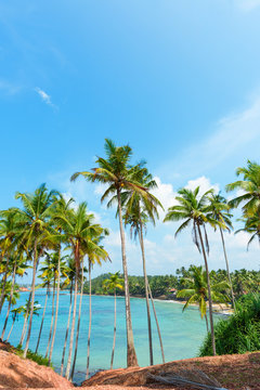 Palm trees on tropical coast over lagoon
