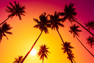 Obraz premium Palm trees at vivid tropical sunset