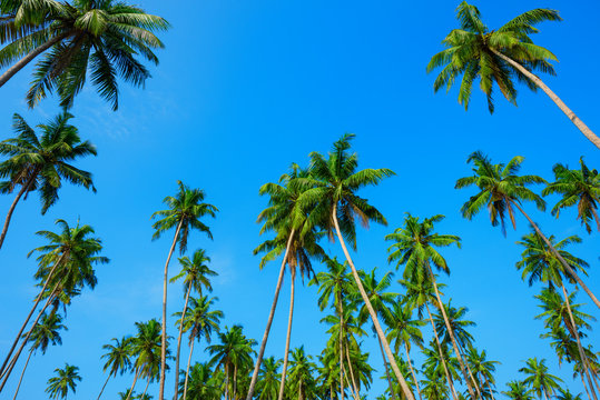 Coconut palm jungle on tropical island