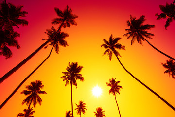 Fototapeta na wymiar Palm trees at vivid hot tropical beach sunset with shiny sun