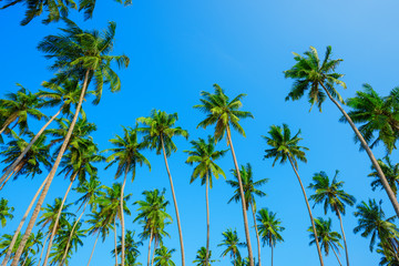 Tropical coconut palm trees on island with blue clean sky