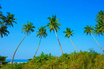 Fototapeta na wymiar Coconut palms trees on tropical ocean beach with clear blue sky