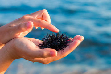 Sea urchin in beautiful woman's hand