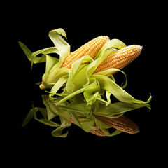 Two cobs of corn with leaves isolated on black
