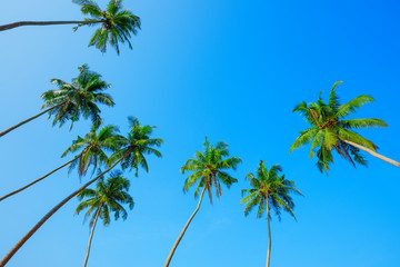 Green palm trees crowns over clear summer blue sky