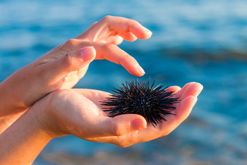 Sea urchin in woman's hand. Stock Photo - 165672894