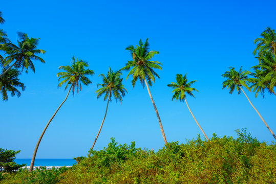 Coconut palms trees on tropical ocean beach with clear blue sky