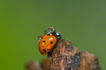 Siebenpunkt Marienkäfer im Regen