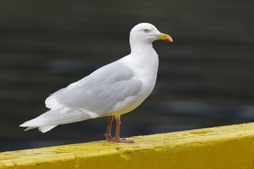 Glaucous Gull (Larus hyperboreus) adult standing on harbour wall, Akureyri, Iceland, August 2016