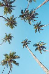 Palm trees vintage filtered perspective view from ground up to the clear summer sky at tropical island beach