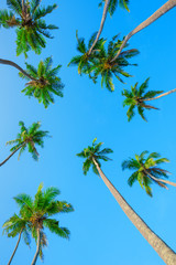 Tropical palms crowns perspective view from the ground