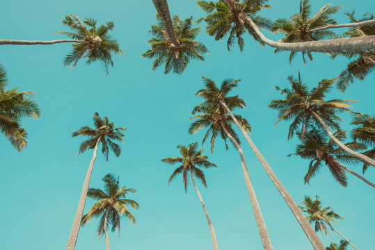 Retro nostalgic toned palm trees over summer clear sky perspective view