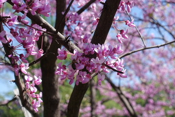 Honey bee pollinating cercis canadensis in spring