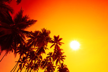 Tropical sunset with coconut palm trees silhouettes and shining sun circle with copy space