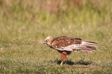 Western Marsh Harrier (Circus aeruginosus) adult male standing on short vegetation, Danube delta, Romania, April 2017