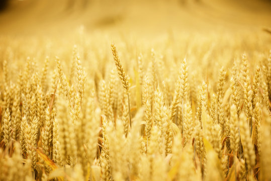 Wheat ear on wheat field