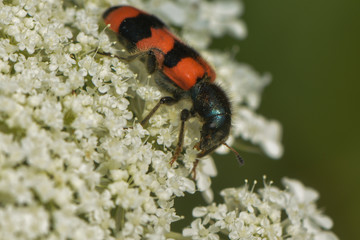 Zottiger Bienenkäfer sitzt auf einer weissen Blüte