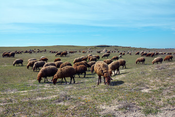 Naklejka na ściany i meble Herd of sheep in the pasture