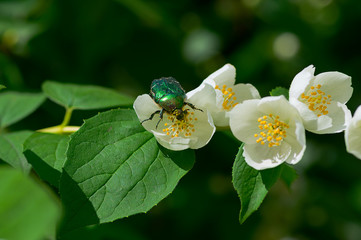 Chafer on a white jasmine flower