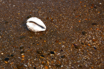 Seashell on the beach