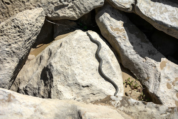 Snake on rocks