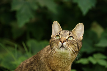 Hauskatze auf der Jagd nach Schmetterlingen