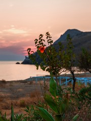 Sunset above seascape and flower in island Lemnos, Greece.