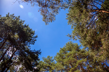 Pine wood trees.