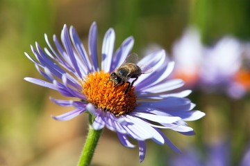detail of honeybee sitting on the violet flower