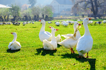 The herd of white adult geese grazing at the countryside on the farm on a green grove