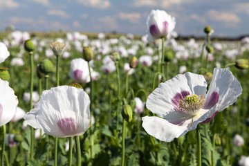 Detail of flowering opium poppy, poppy field