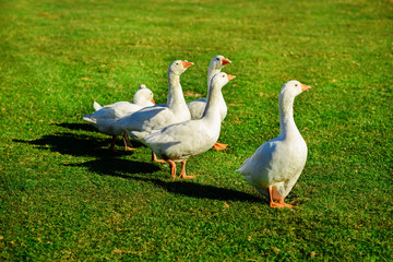 The herd of white adult geese grazing at the countryside on the farm on a green grove