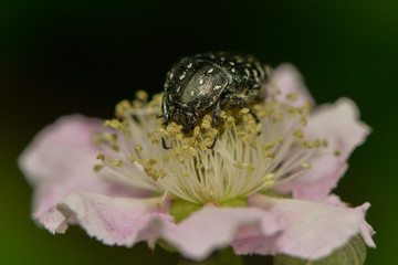 Traurrosenkäfer sitzt auf einer Heckenrosenblüte