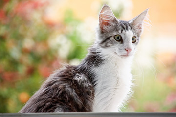 Chat Norvegien