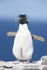 Southern Rockhopper Penguin (Eudyptes chrysocome), adult bird in breeding colony standing upright...