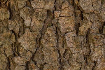 Texture of the bark of the Himalayan pine
