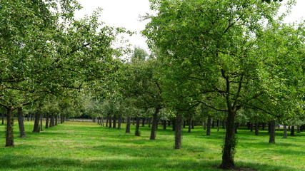 Fototapeta na wymiar Garden with trees on the countryside