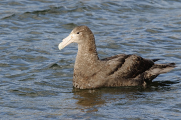 Southern Giant Petrel (Macronectes giganteus) adult bird swimming on sea, Port Howard, Falkland Islands, November 2016