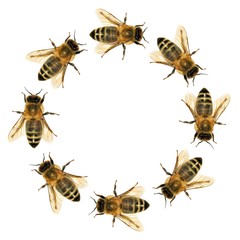 group of bee or honeybee in the circle