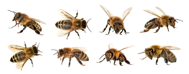 Muurstickers groep bijen of honingbijen op witte achtergrond, honingbijen © Daniel Prudek