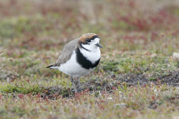 Two-banded Plover (Charadrius falklandicus) adult in breeding plumage standing on short vegetation, Sealion Island, Falkland Islands, November 2016