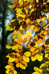 Beukenblad in de herfst