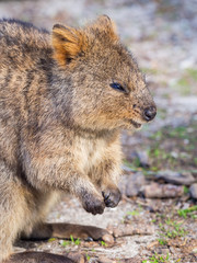 Naklejka premium Quokka Portrait