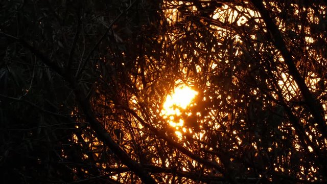 Sun shining through branches trees / Views of setting sun through branches trees